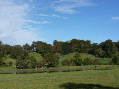 Grazing and floating in the Twyi water meadows