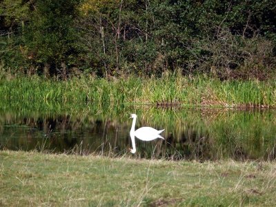 Reflecting swan