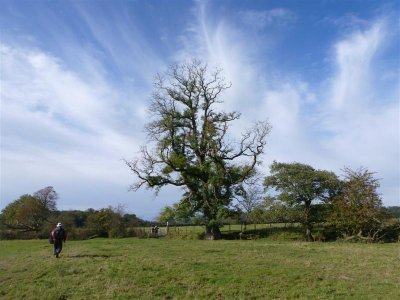 Magnificent oak tree in Twyi meadows