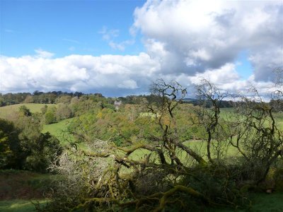 Newton House from Castle Wood (with tree)