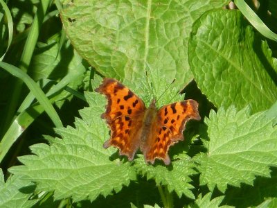 Comma butterfly basking in Llandyfeisant Churchyard