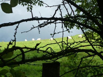 White sheep, white sheep on a green hill