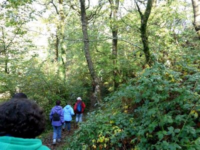 The Swansea Ramblers head through the woods