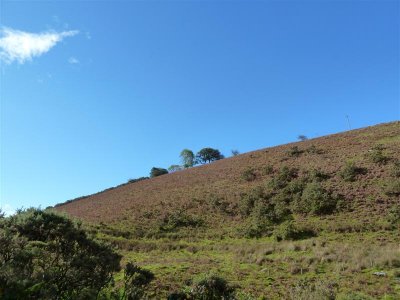 Autumn bracken on the hillside