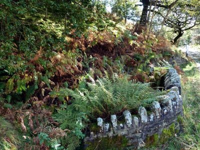 Attractively contained foliage