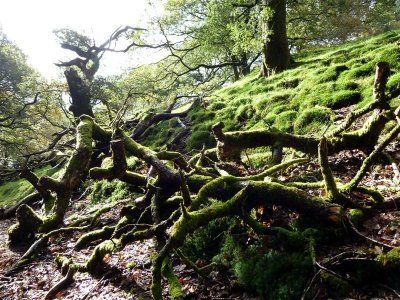 Gathering moss