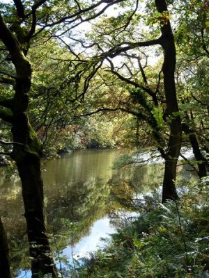 River reflections