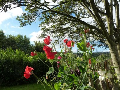 Splendid sweet peas