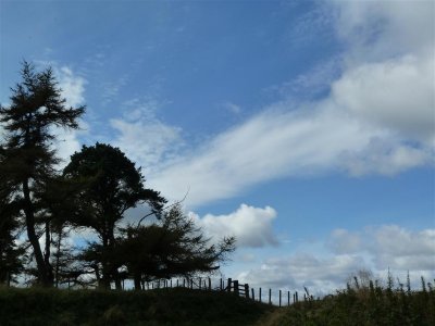 Fabulous clouds and tree silhouette