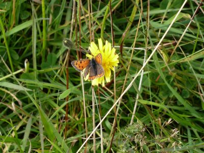 Small copper on  hawkbit