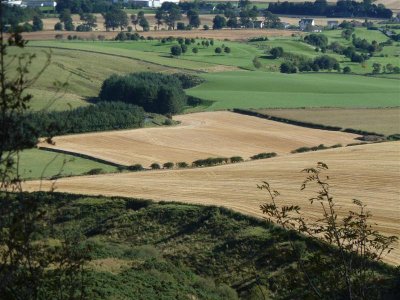 Golden fields