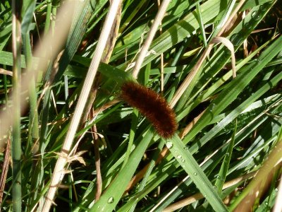 Rusty caterpillar