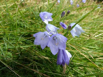 Bluebells