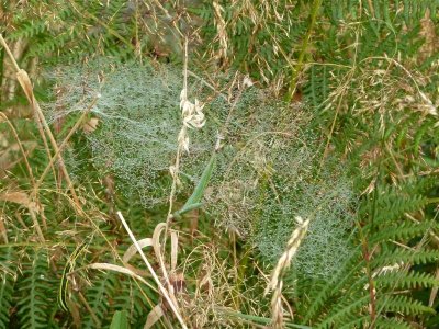Fairy webs