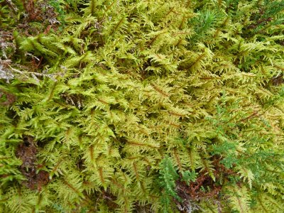 Fern-like springy moss