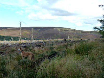 Tess has scented something in this beautiful landscape