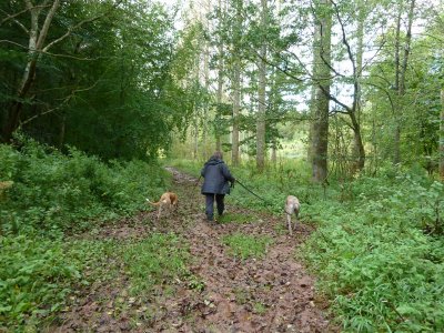 Unlike me, dogs are not interested in fungi