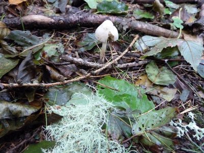 Fungi and lichen