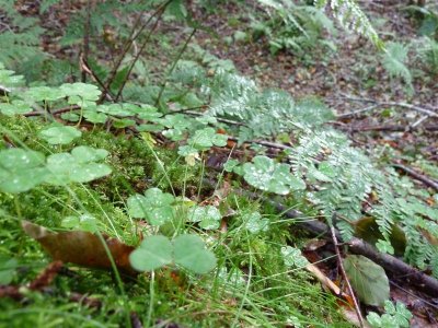 Glistening foliage