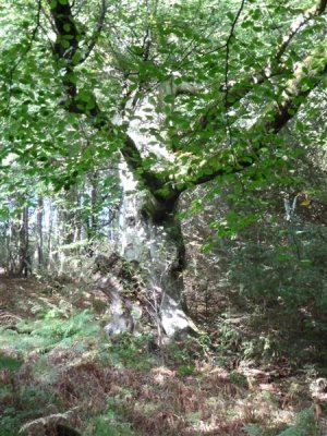 A very old tree I think