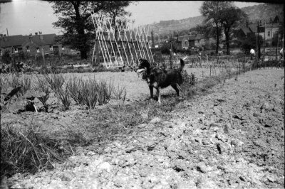 Allotment with Judy_negMscan (Medium).jpg