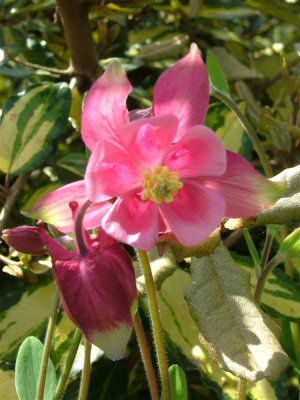 Aquilegia