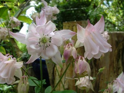 Aquilegias