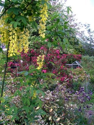 garden view