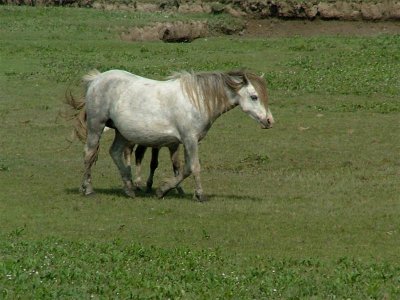Gower ponies
