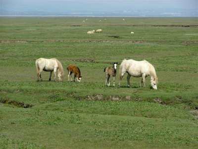 Gower ponies