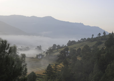 Morning Mist Thimpu
