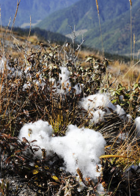 Mountain Cotton