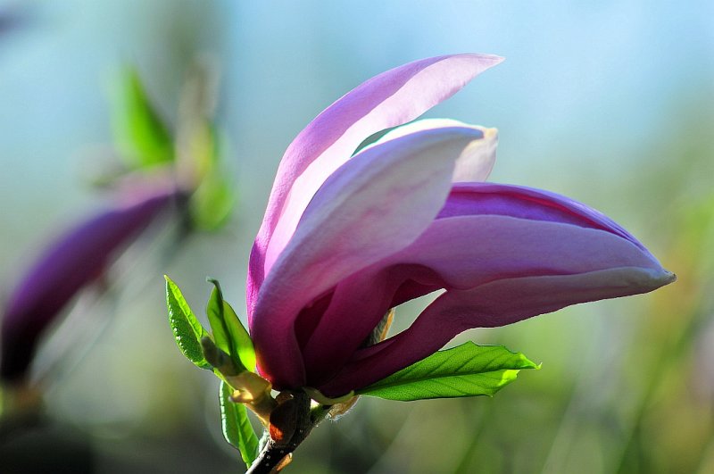 magnolia 5