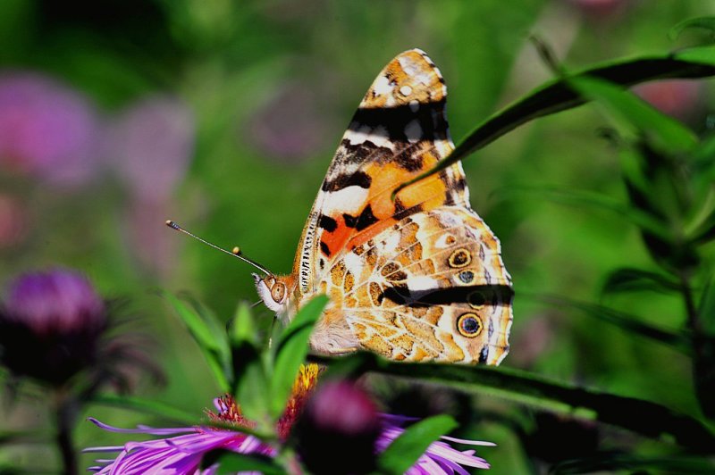 The Meadow Brown ?