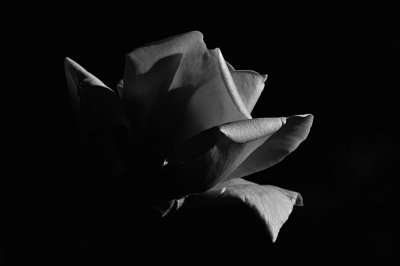 sometimes I am the black rose in my own