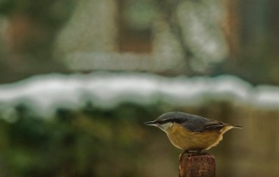 Sitta europaea KOWALIK-Eurasian Nuthatch