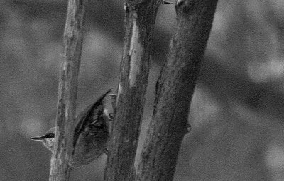 Sitta europaea KOWALIK-Eurasian Nuthatch