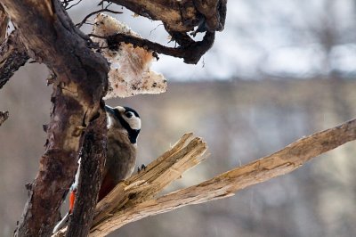 Dendrocopos major  ,Dzieciol duzy -Great Spotted Woodpecker