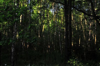 DSC_6369.jpg