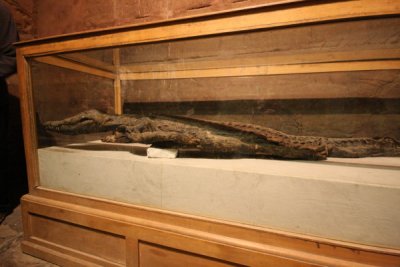 Kom Ombo 5 Crocodile mummy
