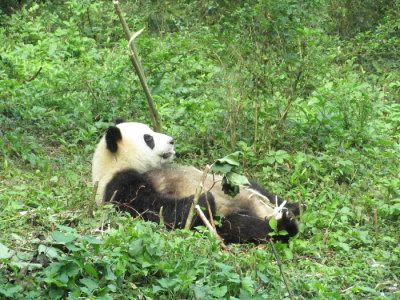 Resting panda