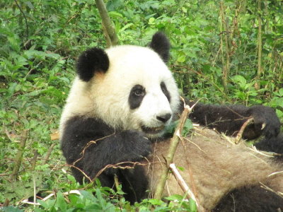 Active panda