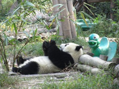 Small panda are still very dynamic