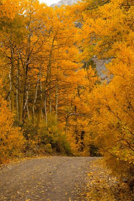 Lundy Canyon