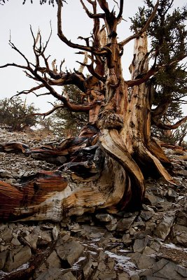 Bristlecone Pine