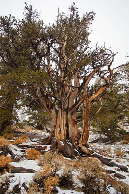 Bristlecone Pine