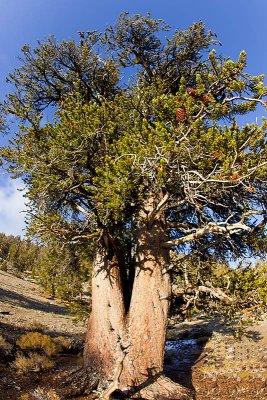 Bristlecone Pine