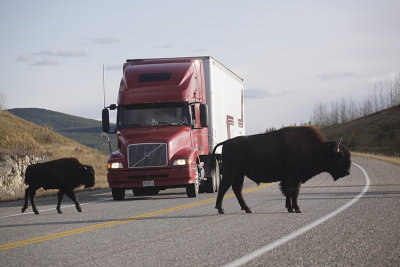 Alcan Highway buffalo