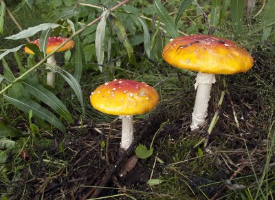 Rainy day mushrooms