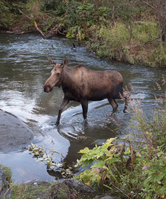 Moose crossing Campbell Creek